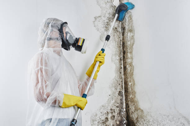 Best Residential Mold Removal  in Dayton, MN