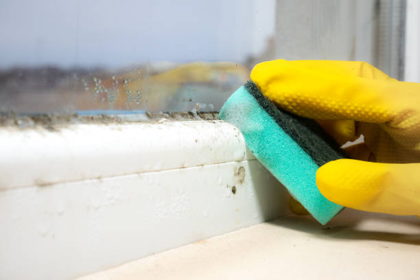 Home Mold Removal in Dayton, MN