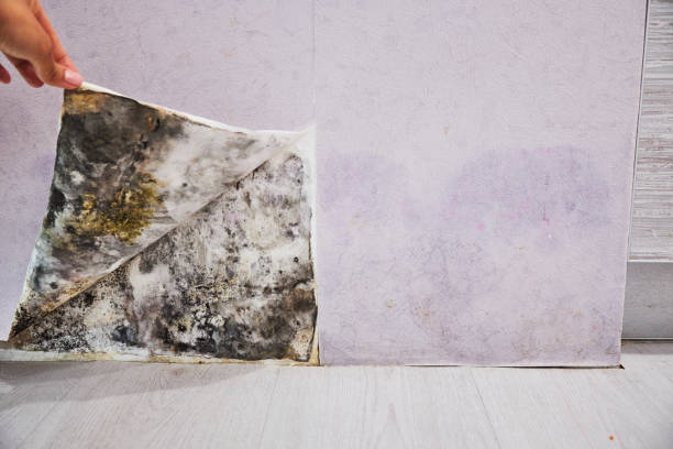 Best Attic Mold Removal  in Dayton, MN